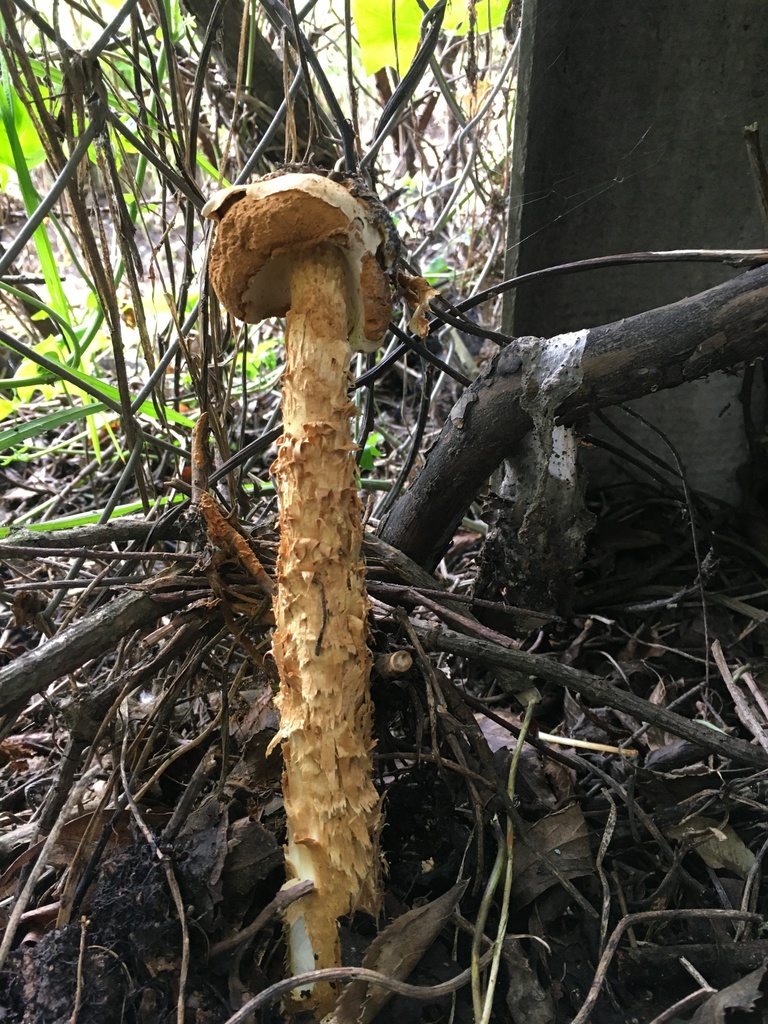 Battarrea phalloides · June 2020 · photo: © margaritarestrepou (iNaturalist, cc0)