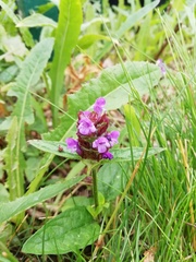 Prunella vulgaris
