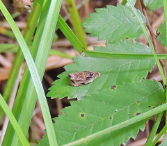 Olethreutes tilianum