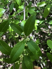Ilex laevigata