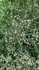 Gypsophila paniculata