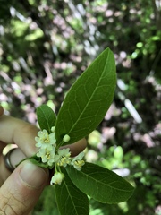 Ilex laevigata