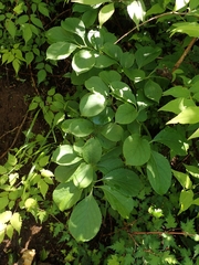 Celastrus orbiculatus