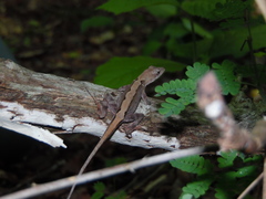 Anolis tropidonotus