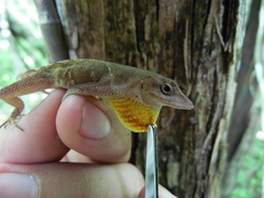 Anolis tropidonotus