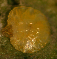 Chrysomphalus pinnulifer