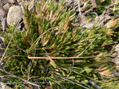 Selaginella densa