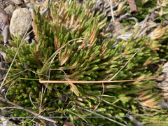 Selaginella densa