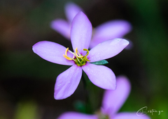 Sabatia angularis