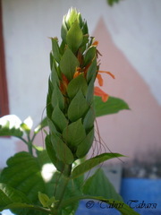 Acanthoideae