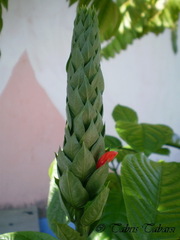 Acanthoideae
