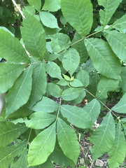 Carya