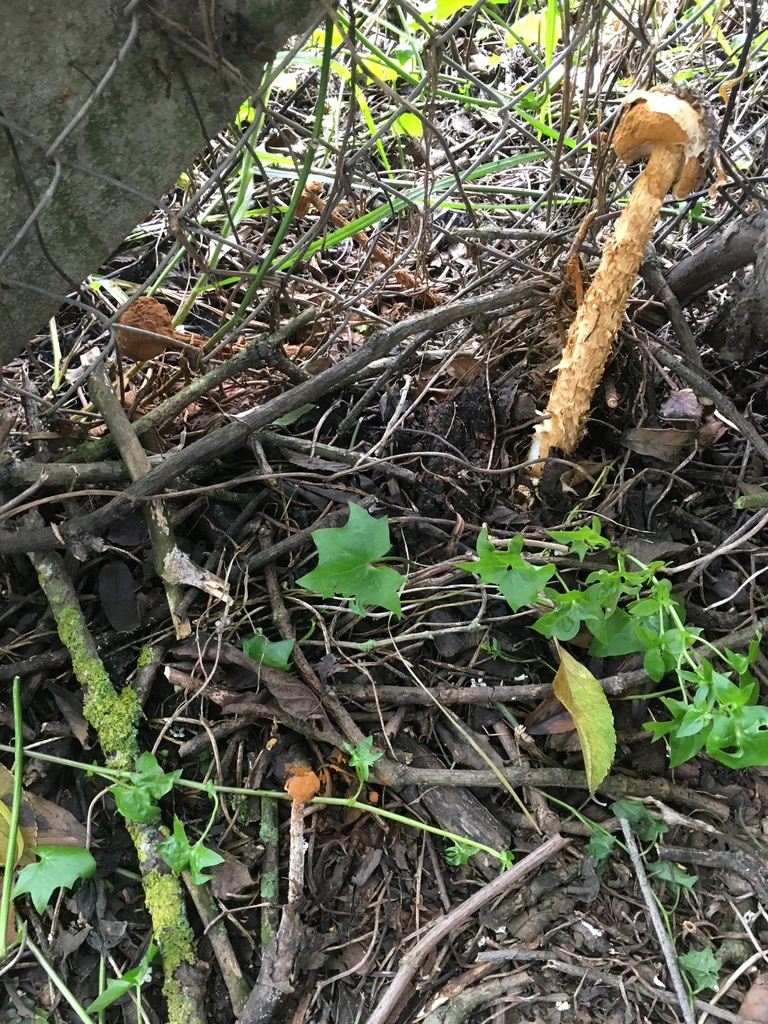 Battarrea phalloides · June 2020 · photo: © margaritarestrepou (iNaturalist, cc0)