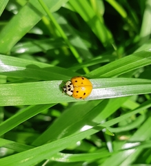 Harmonia axyridis
