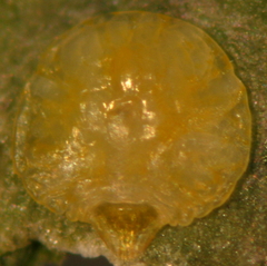 Chrysomphalus pinnulifer