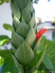 Acanthoideae