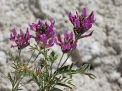 Astragalus cornutus