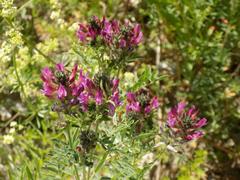 Astragalus cornutus