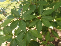 Lindera umbellata