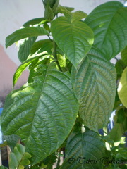 Acanthoideae