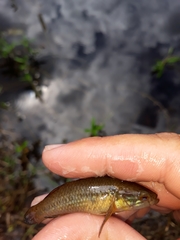 Dormitator maculatus