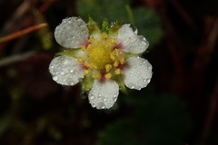 Fragaria hayatae