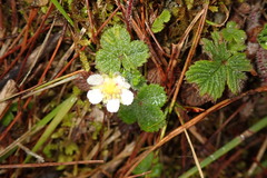 Fragaria hayatae