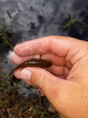 Dormitator maculatus