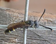 Monosapyga clavicornis