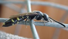 Monosapyga clavicornis