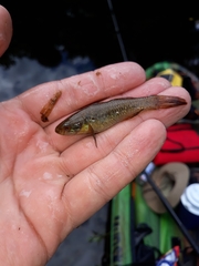 Dormitator maculatus