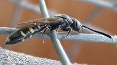 Monosapyga clavicornis