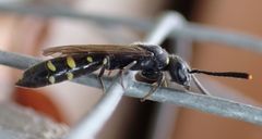 Monosapyga clavicornis