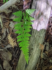 Cystopteris bulbifera