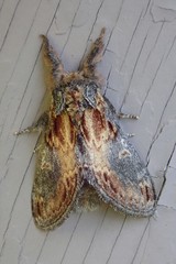Notodonta scitipennis