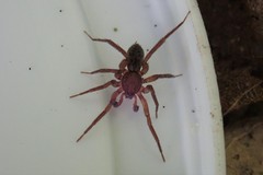 Phrurolithidae