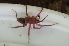 Phrurolithidae