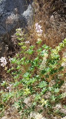 Lupinus densiflorus