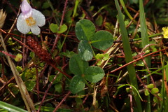 Mazus alpinus