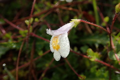 Mazus alpinus