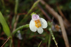 Mazus alpinus