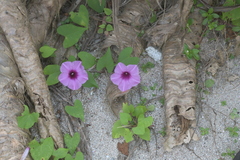 Ipomoea littoralis