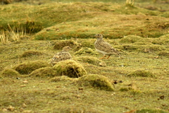 Thinocorus orbignyianus