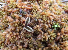 Pinguicula villosa