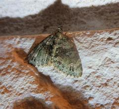 Hammaptera parinotata