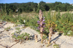 Phelipanche arenaria