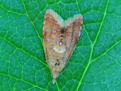 Pseudargyrotoza conwagana