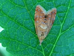 Pseudargyrotoza conwagana