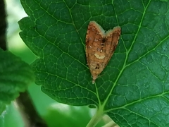 Pseudargyrotoza conwagana