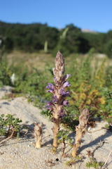 Phelipanche arenaria